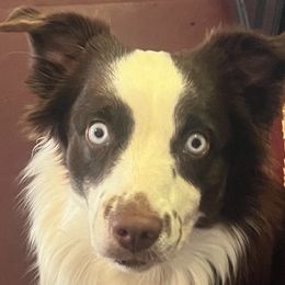 Birdie - Miniature Australian Shepherd