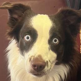 Birdie - Miniature Australian Shepherd