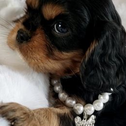 Cavalier King Charles Spaniels from Merckles Hilltop Cavaliers