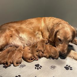 Golden Retriever Puppies from Rainershine Goldens