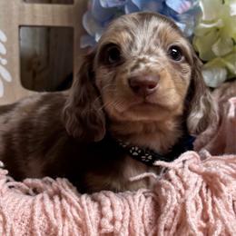 Stewart - Dapple male Dachshund puppy in Fayetteville, West Virginia from Loop Creek Dachshunds