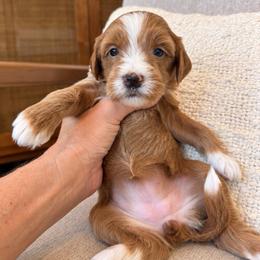 MJ - Apricot female Goldendoodle puppy in Gilbert, Arizona from Doodle Bliss