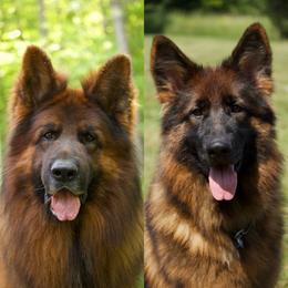 German Shepherd puppies from Vom Schön Traumhund