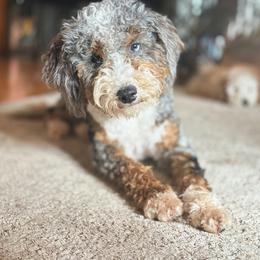 Bernedoodle puppies from 4goldendoodles