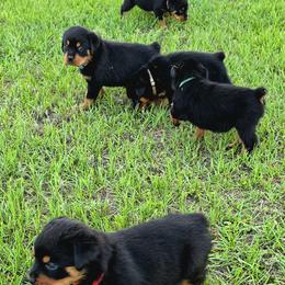 Border Collie and Rottweiler Puppies from K&R RANCH KENNELS