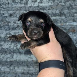 Black tri male - Black tri male Miniature Australian Shepherd puppy in Liberty, Mississippi from Liberty Oaks Aussies and Dachshunds