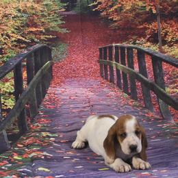 Basset Hound Puppies from Royal Baez Basset