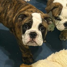 Hermoine Granger - Blue Collar - Fawn brindle and white female Bulldog puppy in Krum, Texas from K & K Little Blessings