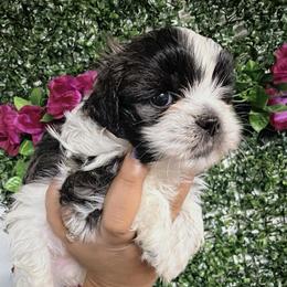 Boy 2 - Black and white male Shih Tzu puppy in Seguin, Texas from Dolled Up Shih Tzus