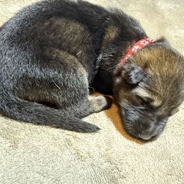 Girl 4 red - Sable female German Shepherd puppy in Newsoms, Virginia from A Tier Above Shepherds