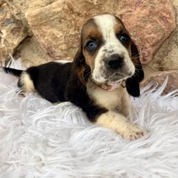 Light Pink Female - Black tan and white female Basset Hound puppy in Clinton, Tennessee from High Hopes Hounds