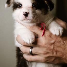 Naomi - Black and tan female Pembroke Welsh Corgi puppy in South Otselic, New York from Ridge Top Corgis