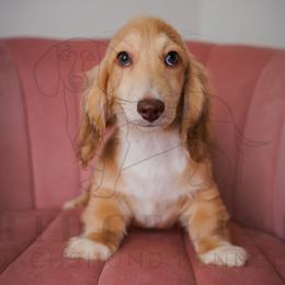 Socks - Cream male Dachshund puppy in Temecula, California from Naomi Magee's Dachshund Kennel