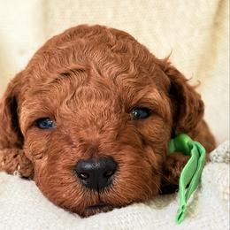 Boy 3 - Apricot male Goldendoodle puppy in Sacramento, California from Golden doodles  Lovers