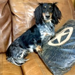 Peatree - Dachshund