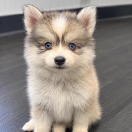 Pumpkin - Silver and white female Pomsky puppy in La Verne, California from Red Cedar Pomskies