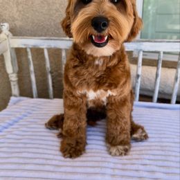 Daisy - Goldendoodle