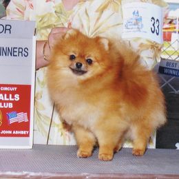 Pomeranian All Grown Up from ShowPomeranians