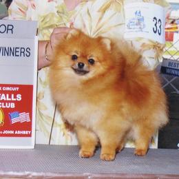 Pomeranian All Grown Up from ShowPomeranians