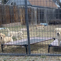 Golden Retriever Puppies from Gold 'N Dust Ranch