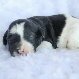 Boy 6 - male Labradoodle puppy in Crete, Nebraska from Doodles & Co