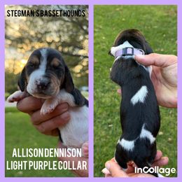 Allison Hocus Pocus - Black brown and white female Basset Hound puppy in Park City, Kansas from Stegmans Basset Hounds