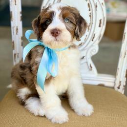Boy 2 - male Bernedoodle puppy in Mapleton, Utah from Natural Doodle Life