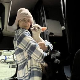 Pinkie - White French Bulldog puppy in Kansas City, Missouri from Feuer Frenchies