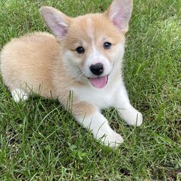 Pembroke Welsh Corgi Puppies from Indiana Corgis LLC