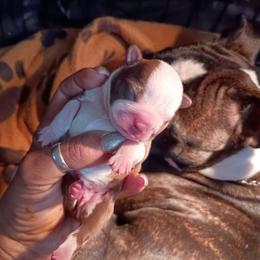Miss Red girl - Red female Boston Terrier puppy in Hamilton, Montana from Reds Studio