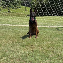 Zyara - Dutch Shepherd