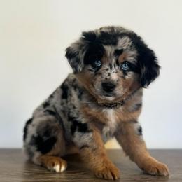 Jingle  (Christmas babies) - Blue merle female Miniature Australian Shepherd puppy in Charlestown, Indiana from Forever Aussies and A Doodle