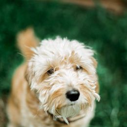 Goldendoodle All Grown Up from Leonards Doodles