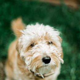 Goldendoodle All Grown Up from Leonards Doodles