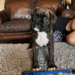 Classic brindle male - Brindle male Boxer puppy in Coal Valley, Illinois from Charron Boxers