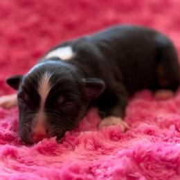 Male 1 - Black tri male Miniature Australian Shepherd puppy in Turner, Maine from Bear Pond Aussies / Leonbergers of Maine