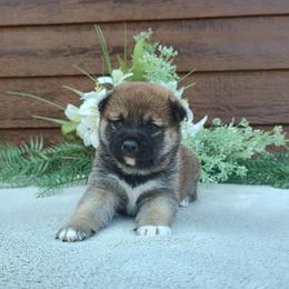 Cali - Red female Shiba Inu puppy in Clayton, Illinois from Adorable-Puppies