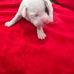 Girl 2 - White female Boxer puppy in Nashville, Tennessee from Best Friends