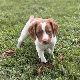 Dollie - Orange and white female Brittany puppy in Elko, Georgia from HillTop Brittany Kennel