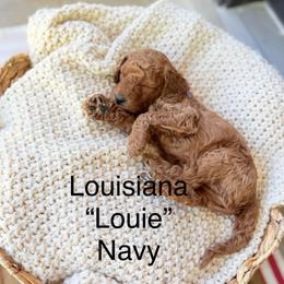 Louisiana - Red  male Goldendoodle puppy in Springville, Utah from JW Doodles