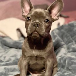 French Bulldog Puppies from Top Paw Frenchies