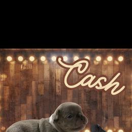 French Bulldog Puppies from Family Farm Frenchies