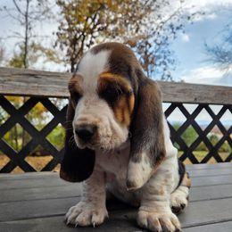 Oreo 2,950.00 - Black white and brown male Basset Hound puppy in Denison, Texas from Emma Lou's Baby Bassets