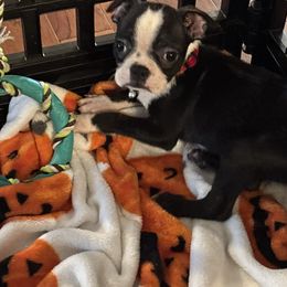 Simon - Black and white male Boston Terrier puppy in Mc Donough, Georgia from Ballard Boston Terriers