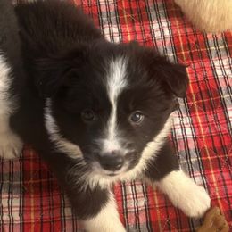 Claus - Black and white male Border Collie puppy in Lakeview, Michigan from Haven Creek Farm