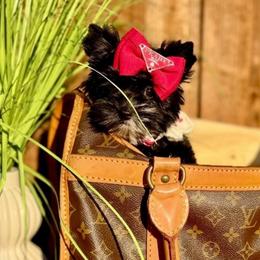 PaTra - Parti female Yorkshire Terrier puppy in Prosper, Texas from DaintyDawlz