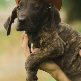 Great Danes from S&D's Gentle Giants
