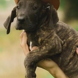 Great Danes from S&D's Gentle Giants