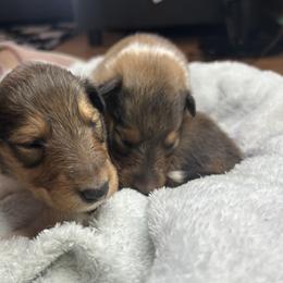 Collies from DJ Critter Cove