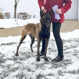 Rhea - Belgian Malinois